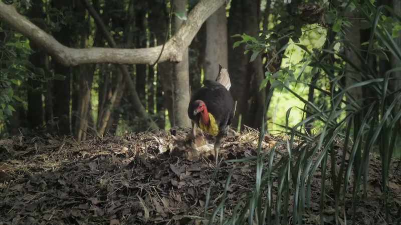 [Attenborough] Bush turkeys in Australia use this remarkable technique