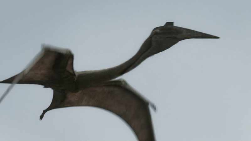 [Attenborough] Despite their size, these giants were well-adapted for flight