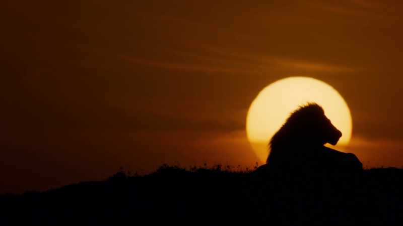 ATTENBOROUGH: The challenges facing lion conservationists are formidable
