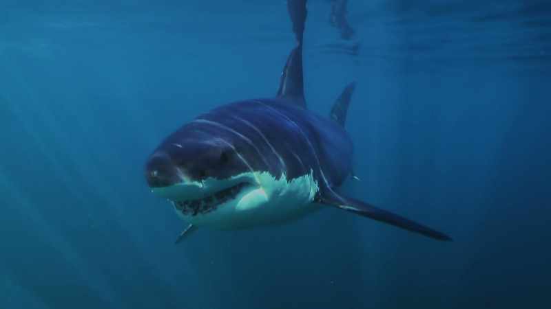 ATTENBOROUGH: You can see countershading