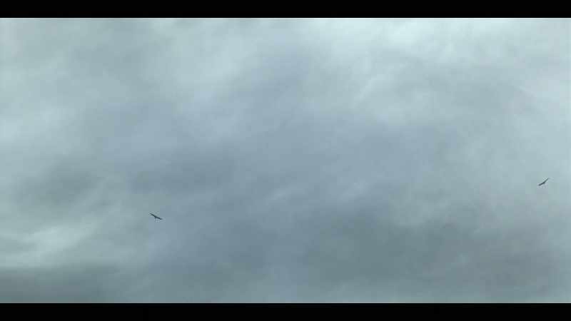 Auks and gannets flying high