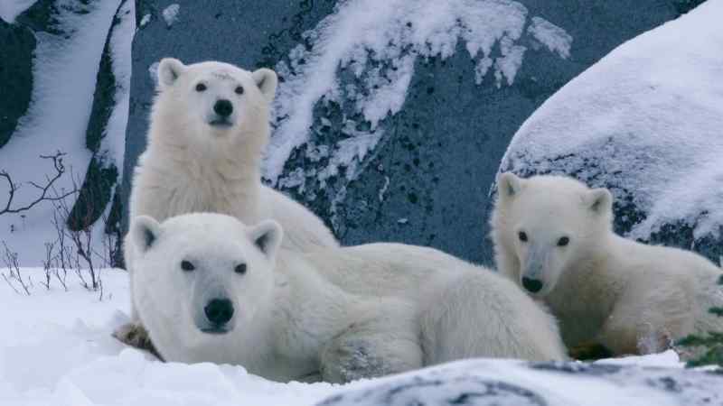 Aurora's next challenge is to take them back onto the sea ice