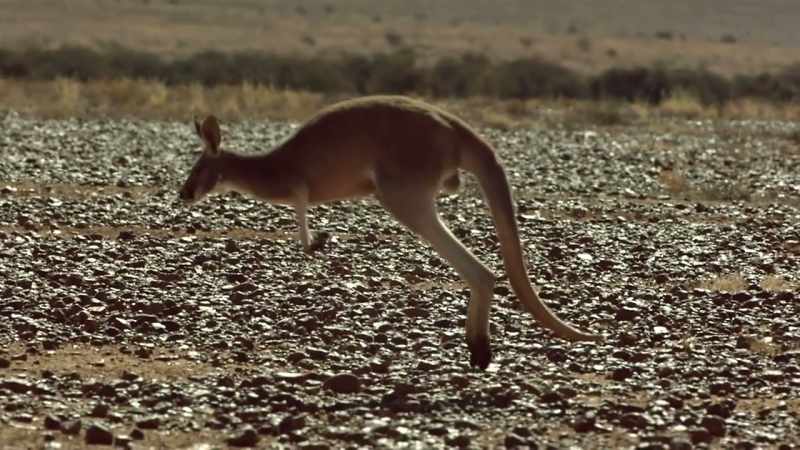 Australia is a land ruled by marsupials