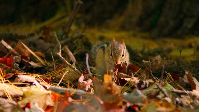 Autumn is almost over