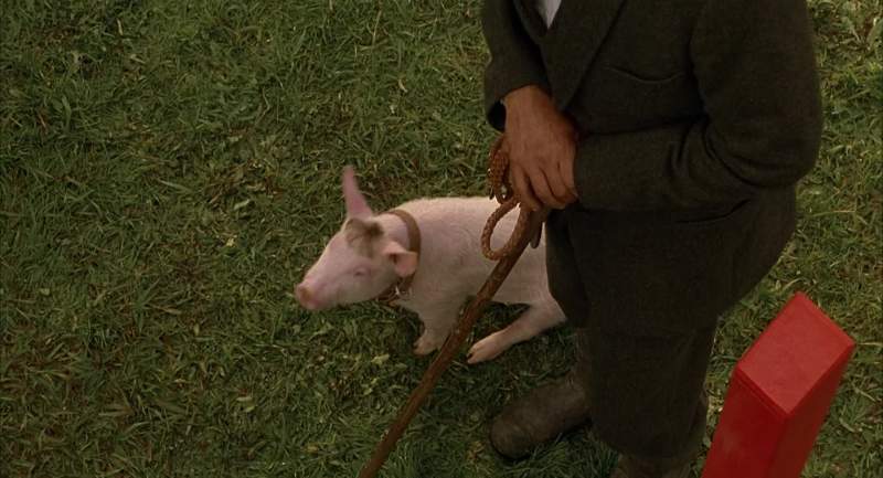 Away to me Pig