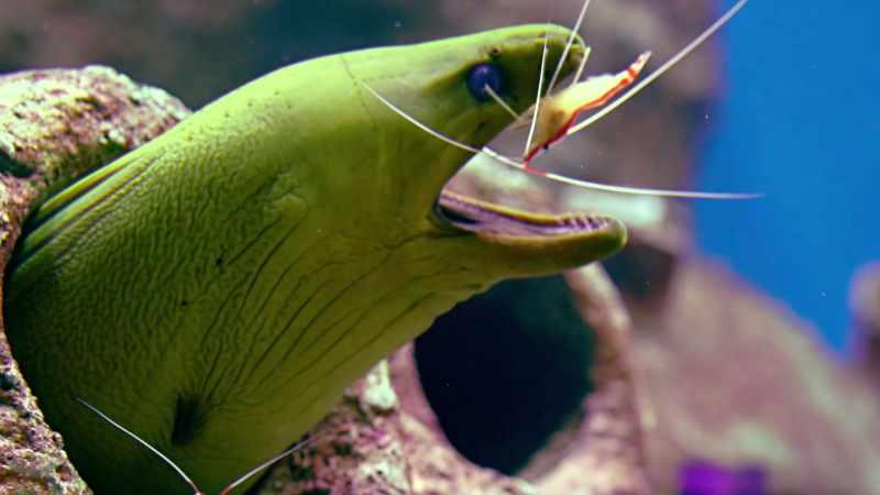 Ay! When you're eel, you're family