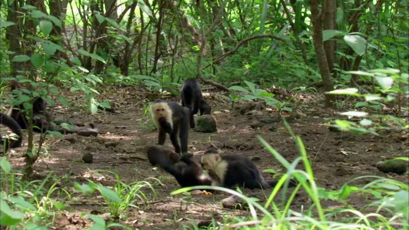 Baboon: Hey, guys, if I ask you something
