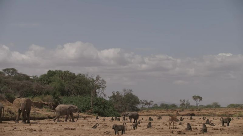 Baboons and elephants alike