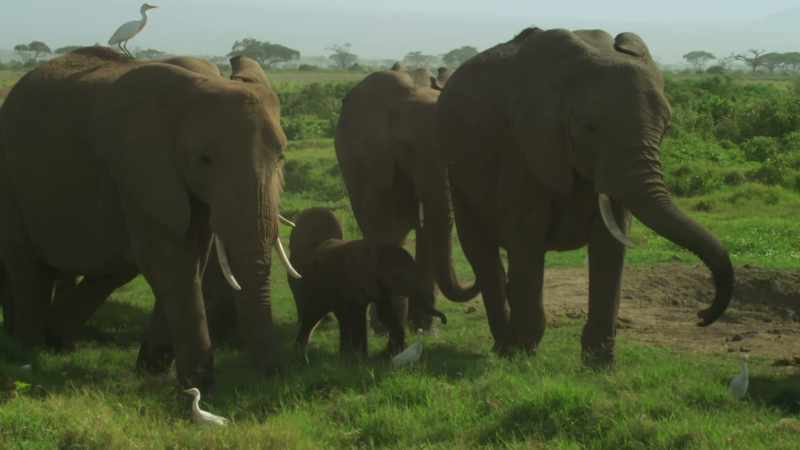 BABY ELEPHANT CHIRPS