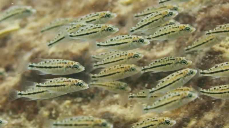 Baby fish, after all, make a tasty meal