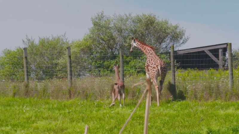 Baby giraffe are extremely fragile