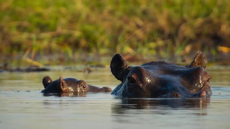 Baby hippos can be trampled