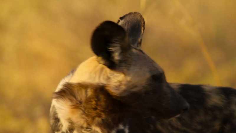 Babysitter Bamba is on high alert for predators