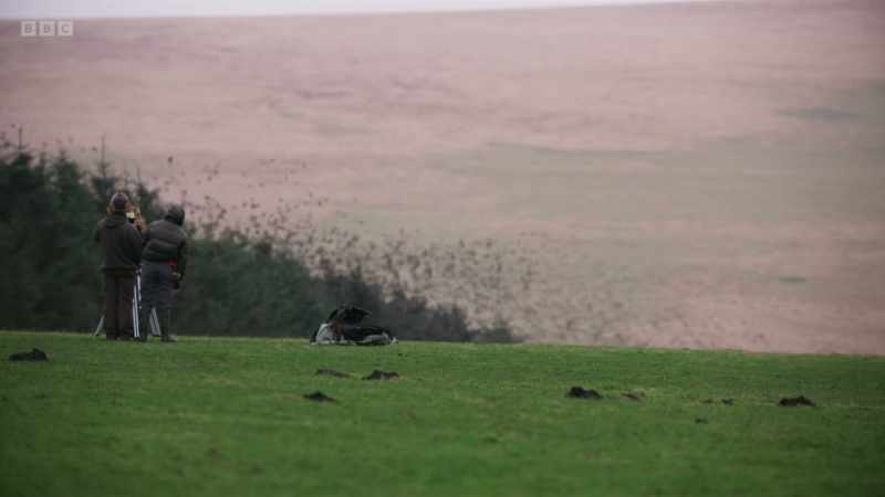 Back in Cornwall, the team have found the starlings