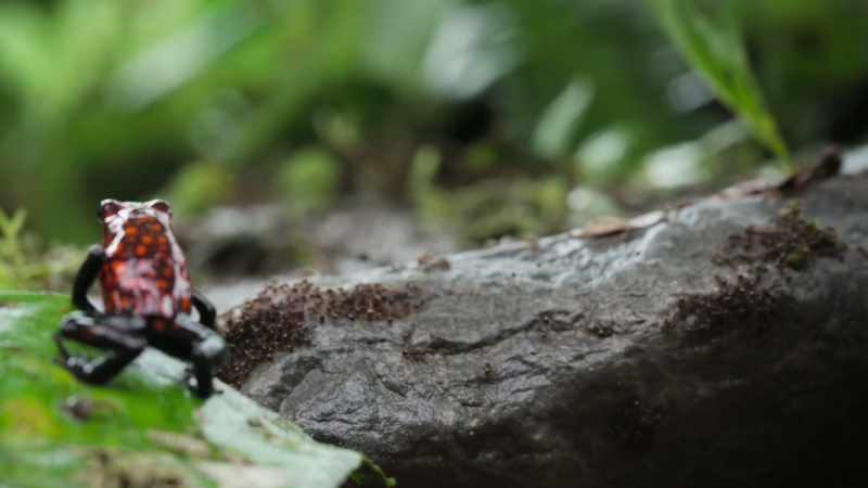 Back in the leaf litter
