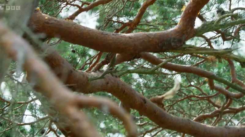 back to the tree with the ripe pine cones