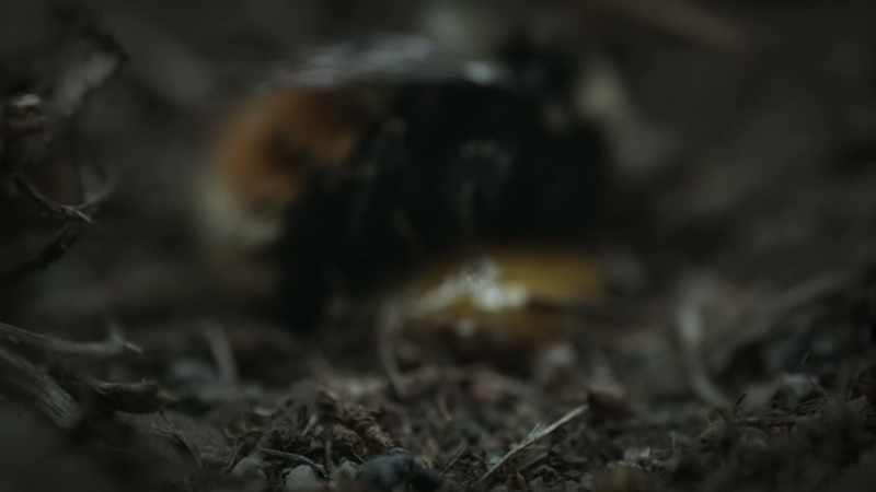 Back underground, she uses the pollen to build a waxy cocoon