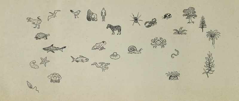 and bacteria through the entire fossil record