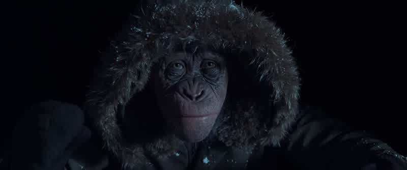 Bad Ape