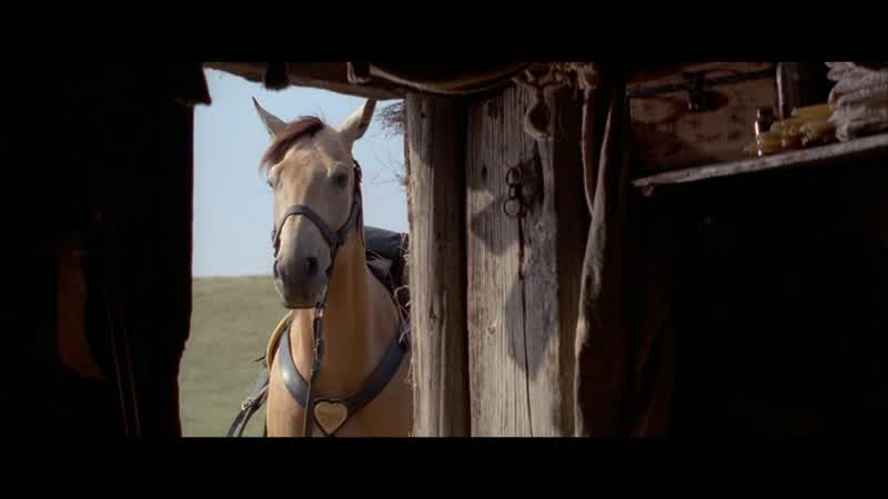 Bad horse