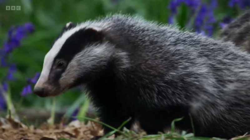 Badger clans are tightly knit