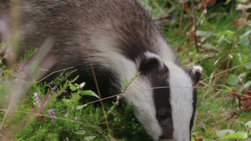 Badgers can identify individuals in their group