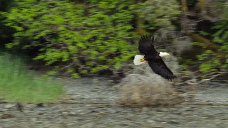 Bald eagles come here to fish