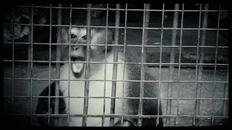 Baldwin was known for his bizarre monkey experimentation