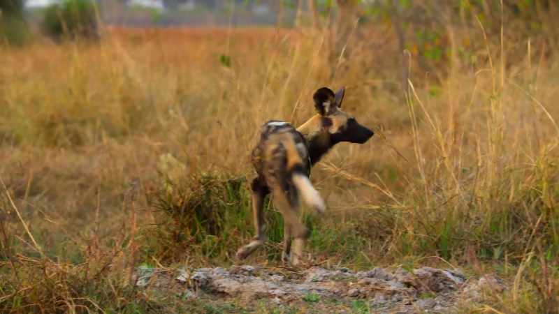Bamba's spotted something just across the clearing