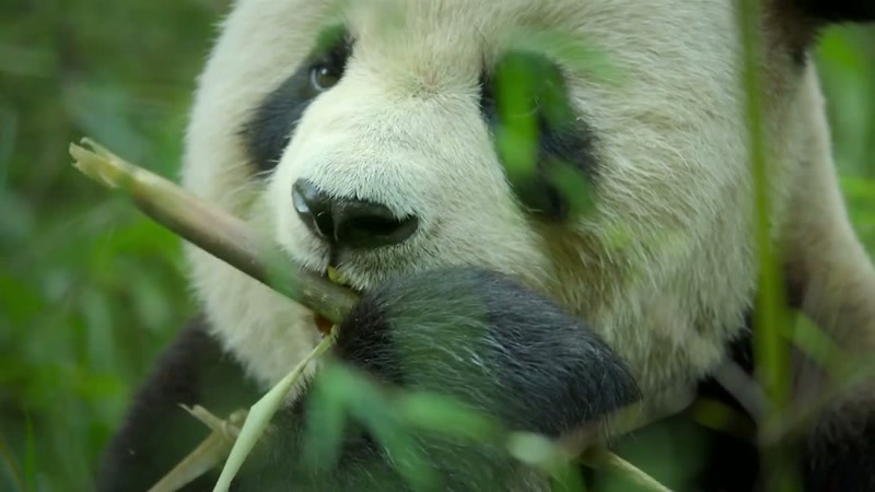 Bamboo is so unnutritious