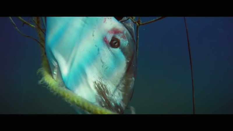 [Bana] By baiting and trapping marine animals