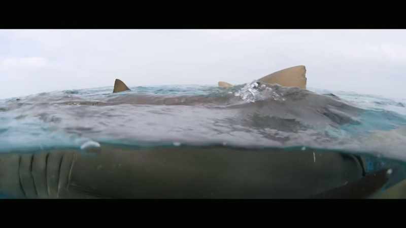 [Bana] Humans have shared the oceans with these animals