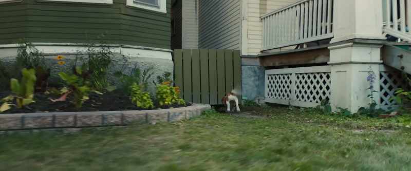 [barking continues]