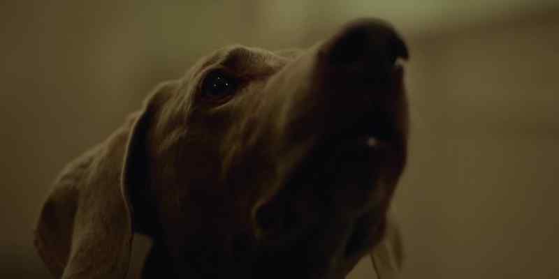 (Barking echoes)