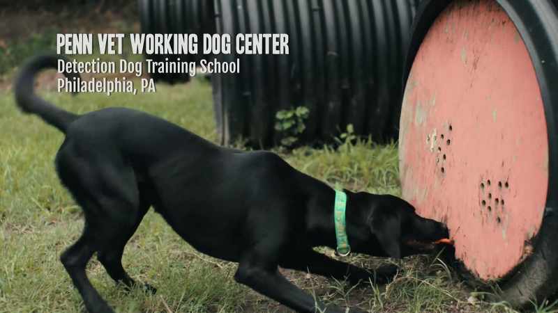 Barking and hyperactivity