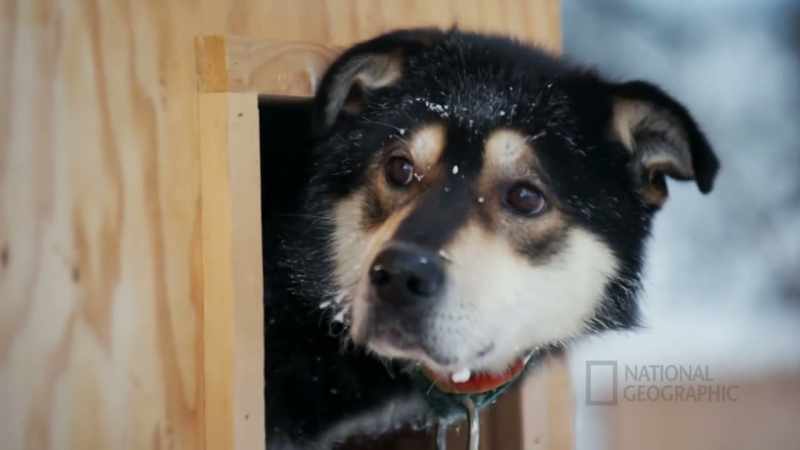 (barking)