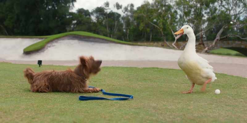 [barking]