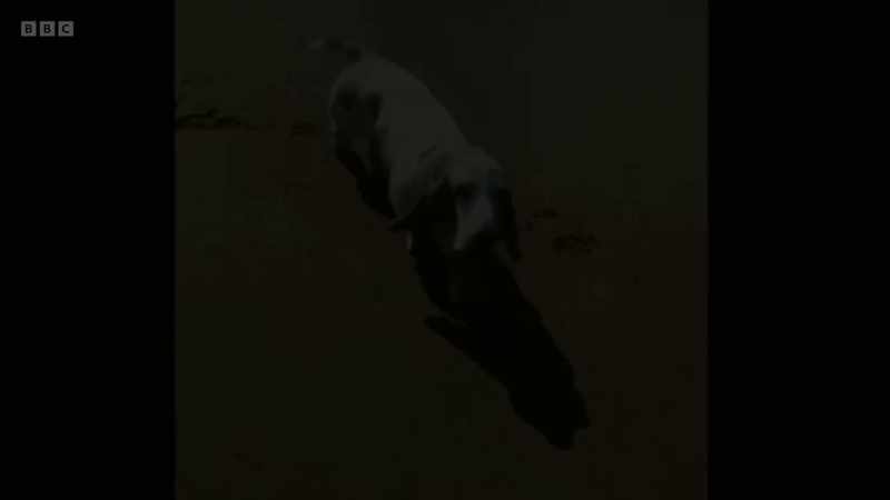 BARKING