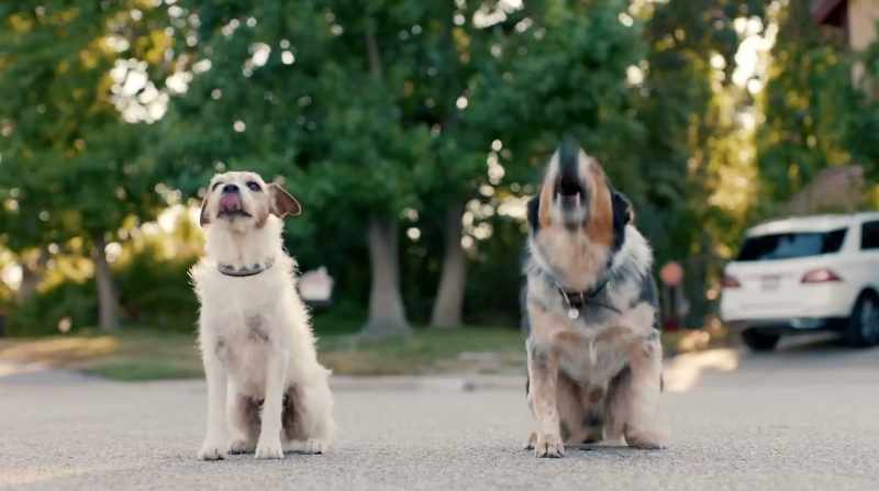 [barking]