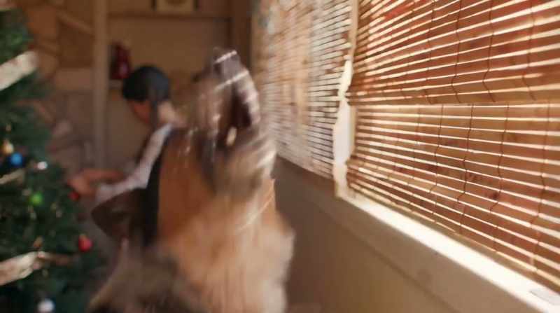 [barking]