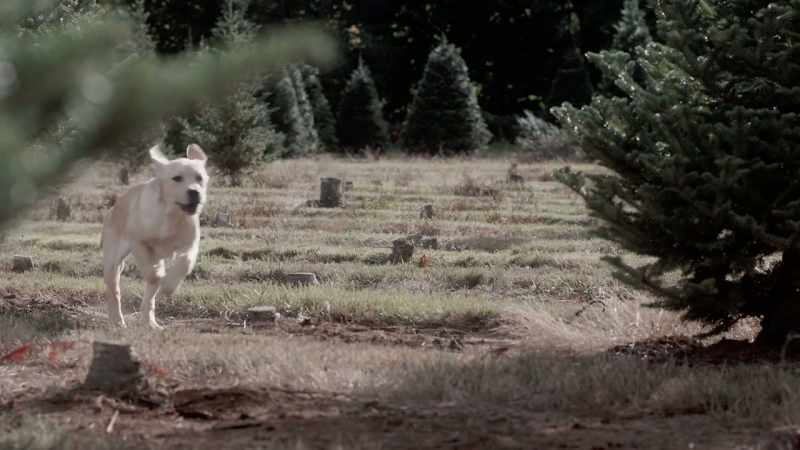 [barking]