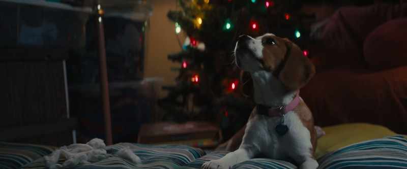 [barking]