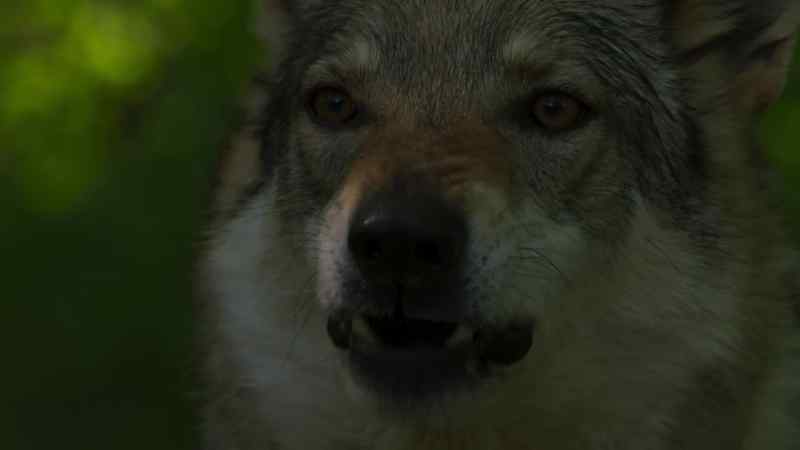 [barking]