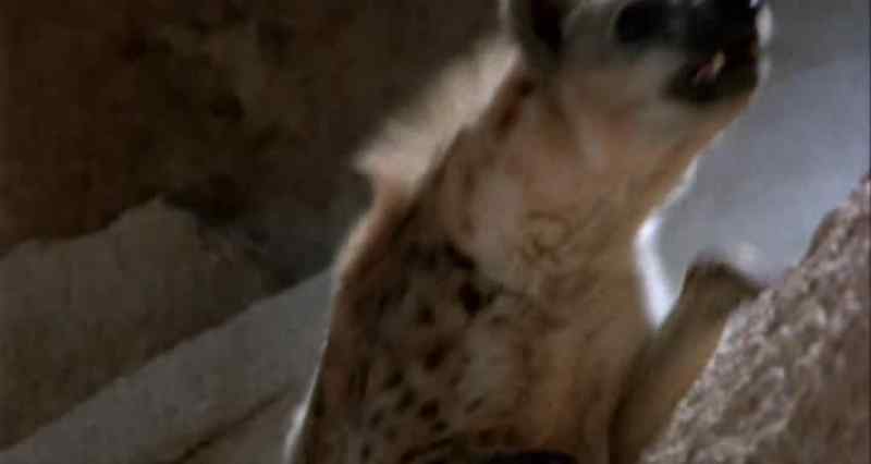 (barking)