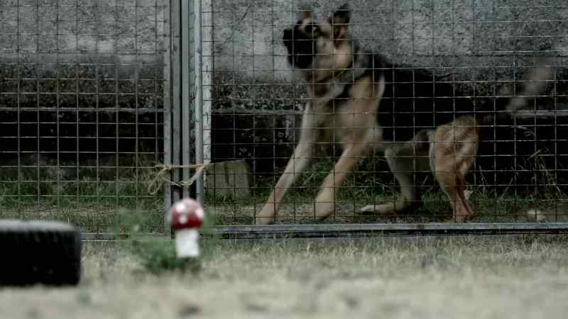 (BARKING)