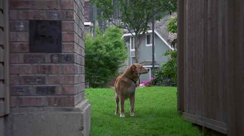 [barking]