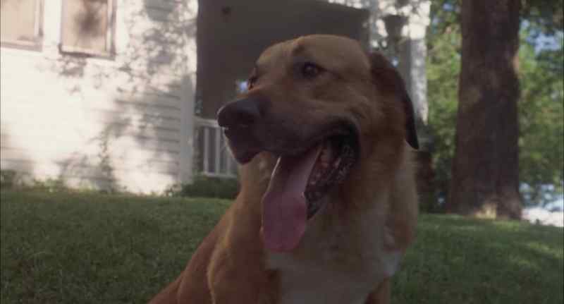 (barking)