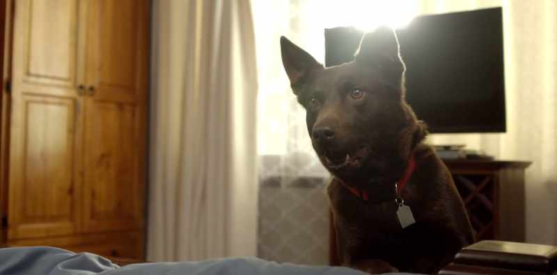 (BARKS)