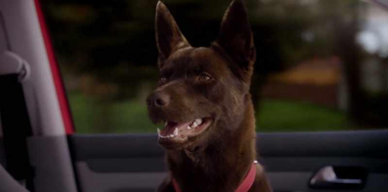 (BARKS)