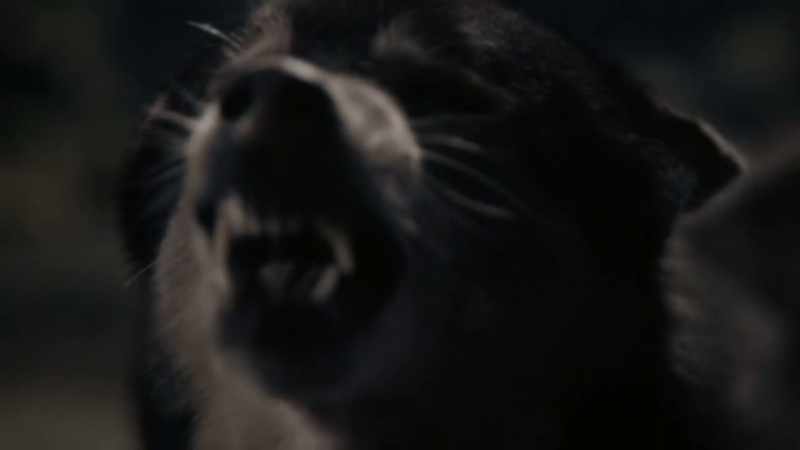 (barks)